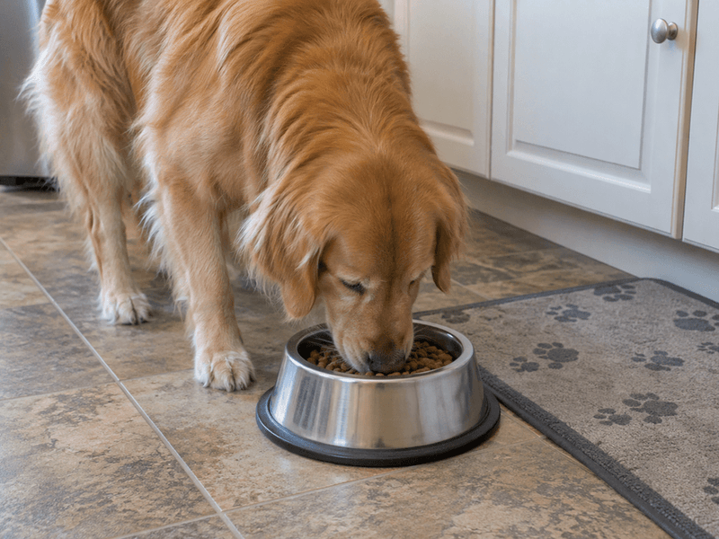 Pet Care Chores by Age: When Can Kids Feed, Walk, and Clean Up After Family Pets?